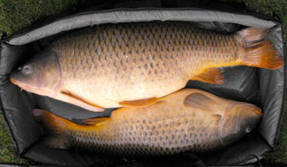 The 40lb and 27lb fish in the mat together. Not much difference in length showing just how wide and deep this biggie was. The forty had an enormous head.