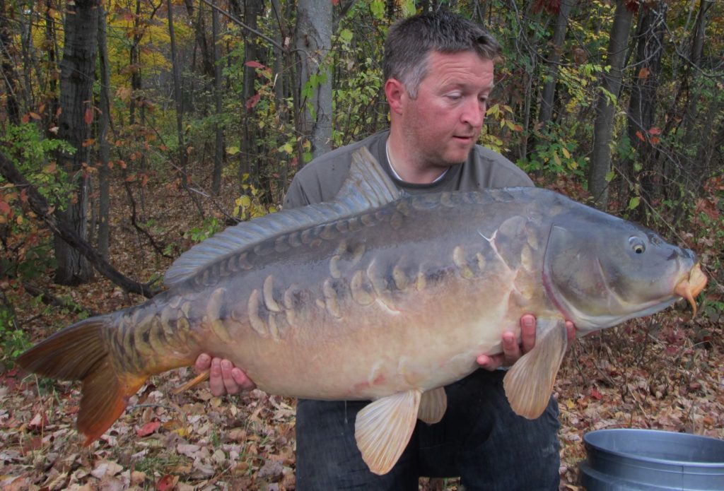 Over 43 inches of wild American carp
