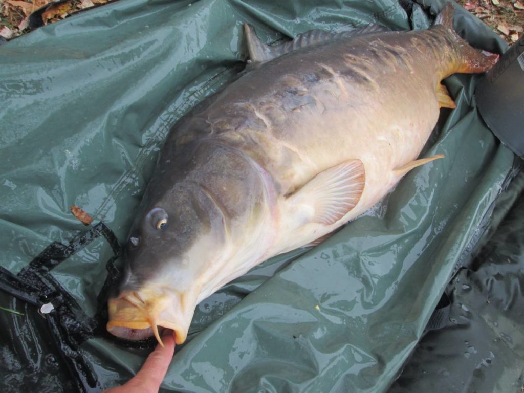 Massive mouth and over 43 inches