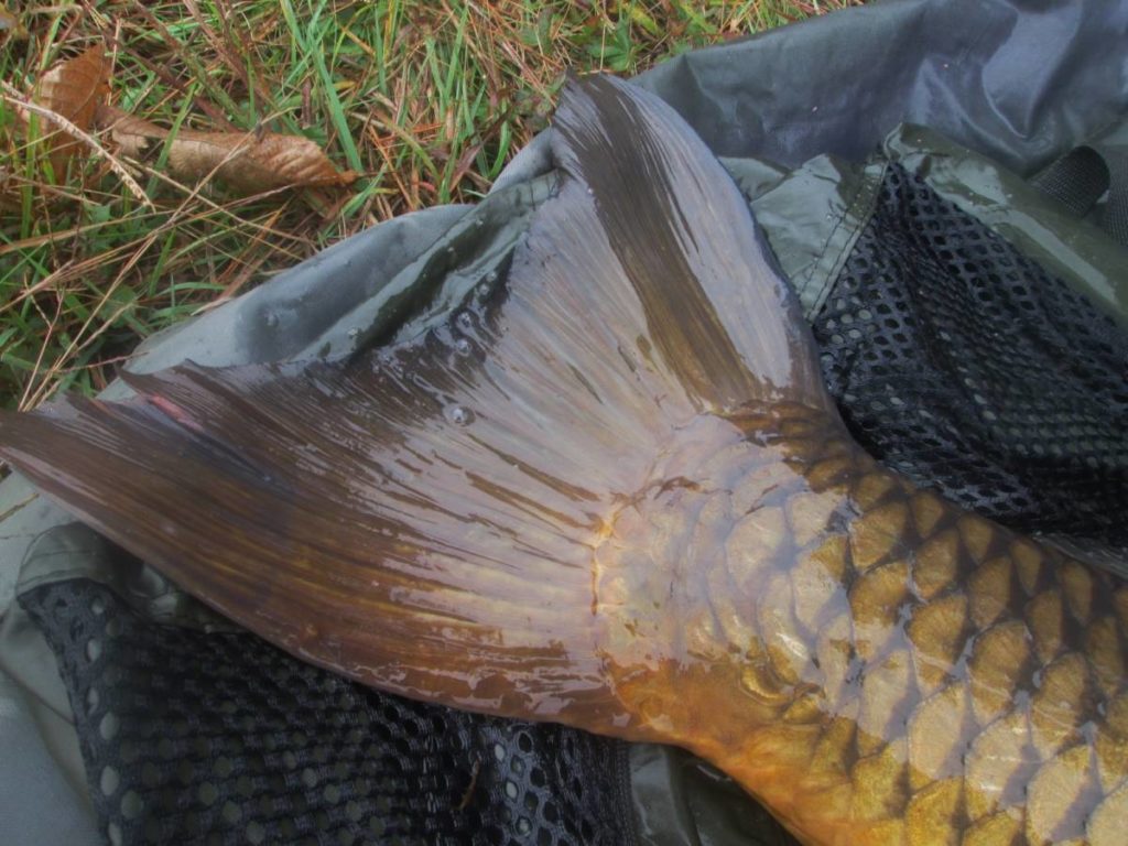 Massive tail of a massive common