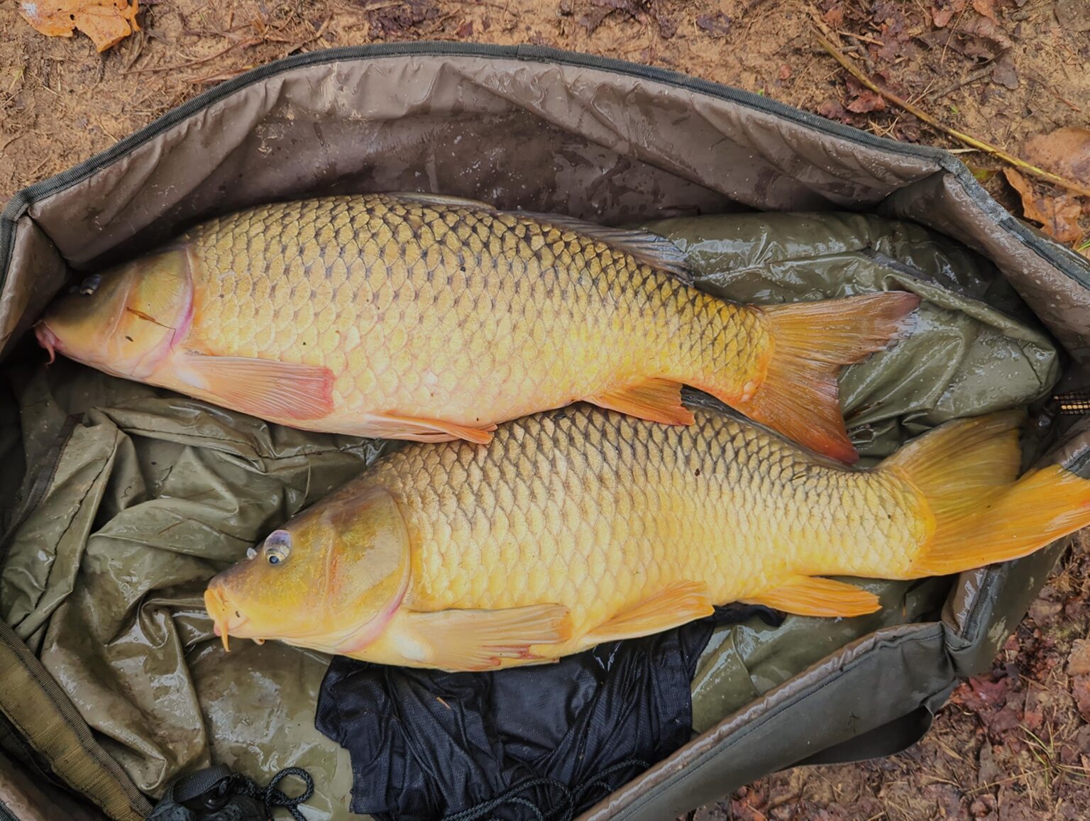 The Method Feeder Rig (MCC Winning Rig) Tutorial - Big Carp News