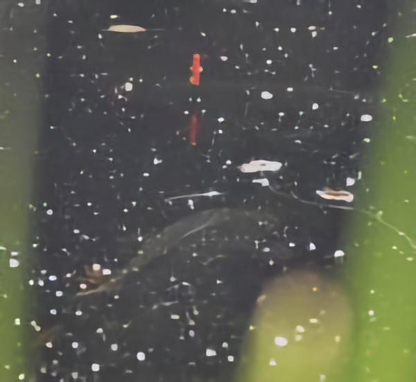 summer carping try a float